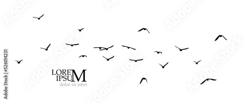 A flock of flying birds. Free birds. Vector illustration