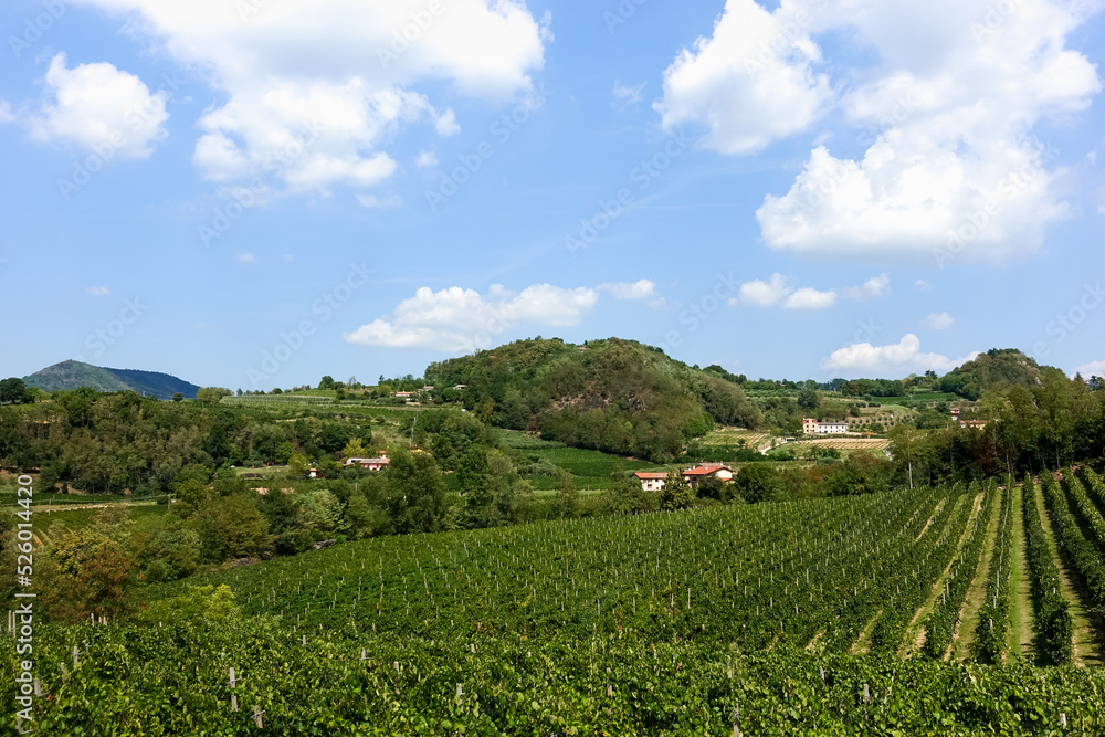 Rows of grape vines of Glera grapes for prosecco, moscato and serprino wines at a vineyard in Italian Colli Euganei region in Veneto