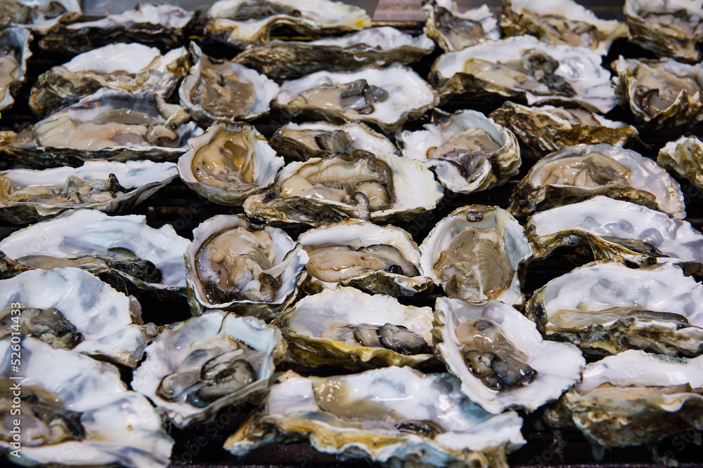 close-up of fresh raw oysters background close-up of fresh raw oysters background