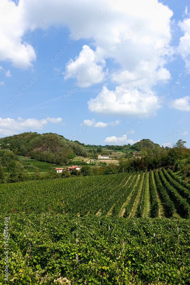 Rows of grape vines of Glera grapes for prosecco, moscato and serprino wines at a vineyard in Italian Colli Euganei region in Veneto