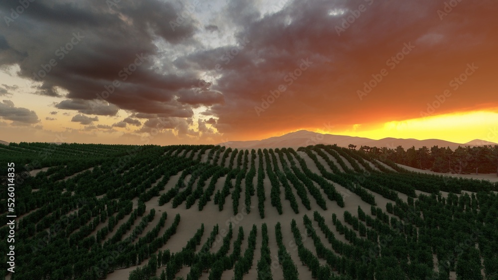 beautiful sky over the vineyard