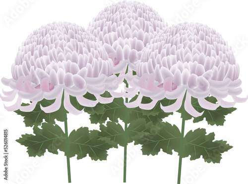 菊の花