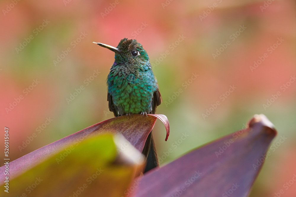 Fototapeta premium Hummingbirds Green-crowned Brilliant , Heliodoxa jacula, flying next to beautiful red flower. Tinny bird fly in jungle. Wildlife in tropic Costa Rica. Two bird sucking nectar from pink bloom flower.