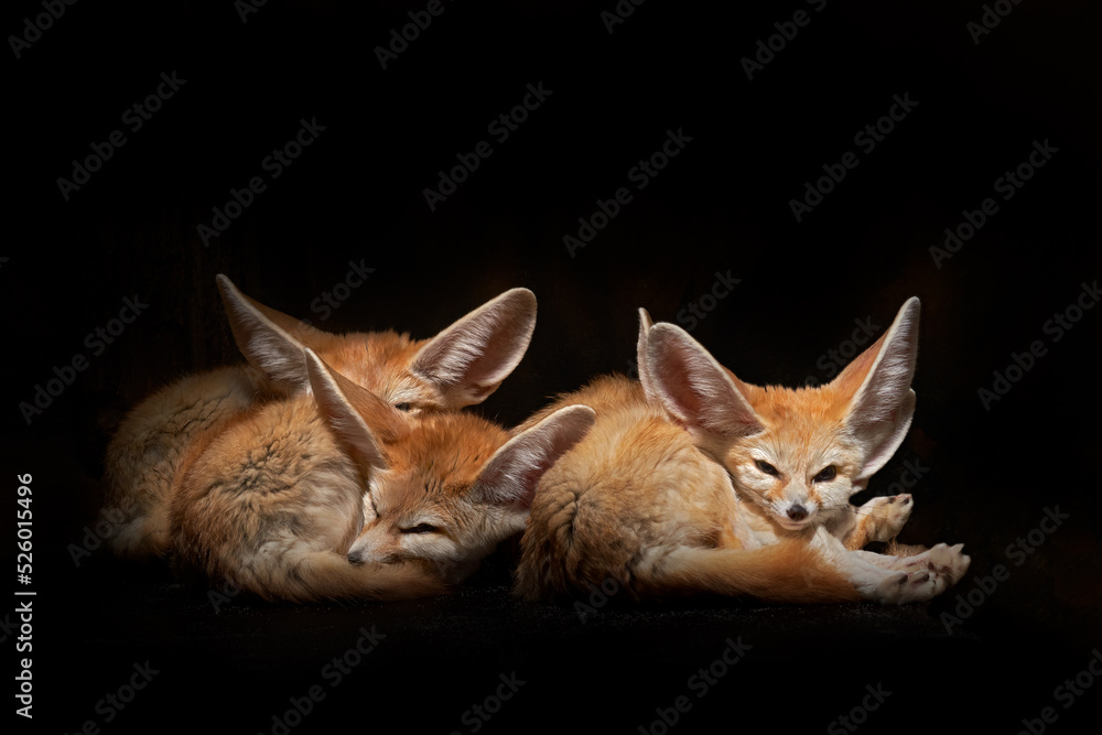 Fennec fox family in the night. Fennec fox, Vulpes zerda, small