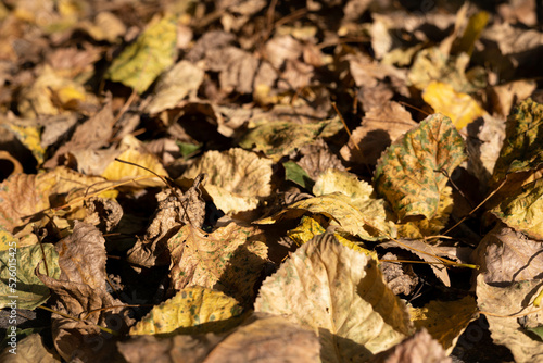 Fallen autumn leaves. Autumn background.
