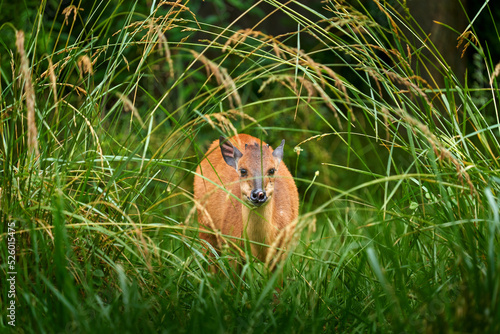 Red forest duiker or Natal red duiker, Cephalophus natalensis, small antelope found in central to southern Africa. African animal hidden in the grass, iSimangaliso Wetland park, South Africa's KwaZulu photo