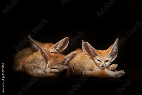 Fennec fox family in the night. Fennec fox, Vulpes zerda, small crepuscular fox native to the deserts of North Africa. Animal with big ears from Morocco, Africa. Nature wildlife. photo