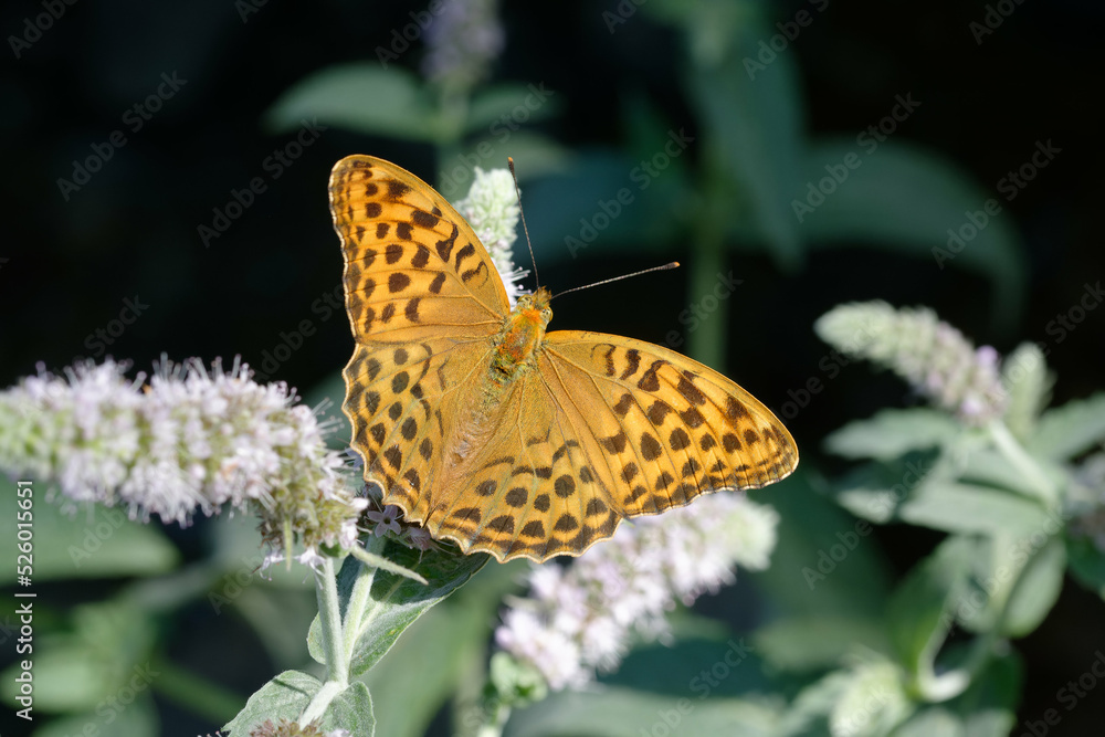 Female Silver-washed fritillary (Argynnis paphia) Female Silver-washed fritillary (Argynnis paphia)