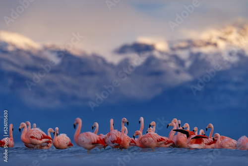 Flock of Chilean flamingos, Phoenicopterus chilensis, nice pink big birds with long necks, dancing in water, animals in the nature habitat in Chile, America. Flamngo from Patagonia, Torres del Paine.