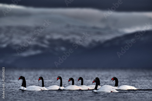 Fototapeta Naklejka Na Ścianę i Meble -  Black-necked swan, Cygnus melancoryphus, in sea water, snowy mountain in the background, Puerto Natales, Patagonia, Chile. Swans with grey stormy clouds. White bird with black neck and red bill.