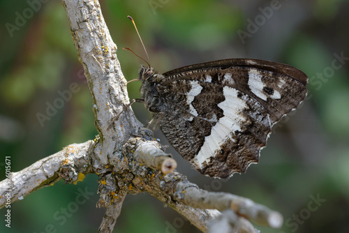 Great banded grayling (Brintesia cirse) on a branch photo