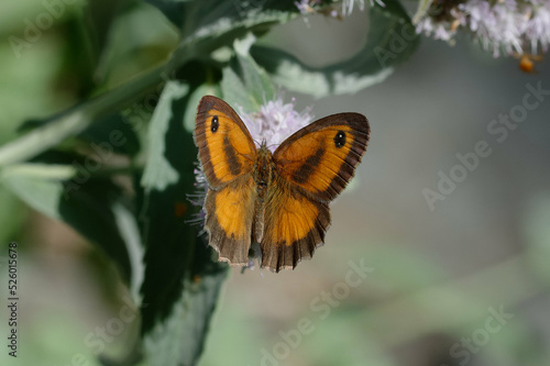 Gatekeeper or hedge brown (Pyronia tithonus) © André LABETAA