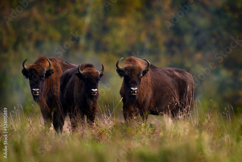 Bison herd in the autumn forest, sunny scene with big brown animal in the nature habitat, yellow leaves on the trees, Bialowieza NP, Poland. Wildlife scene from nature. Big brown European bison. photo