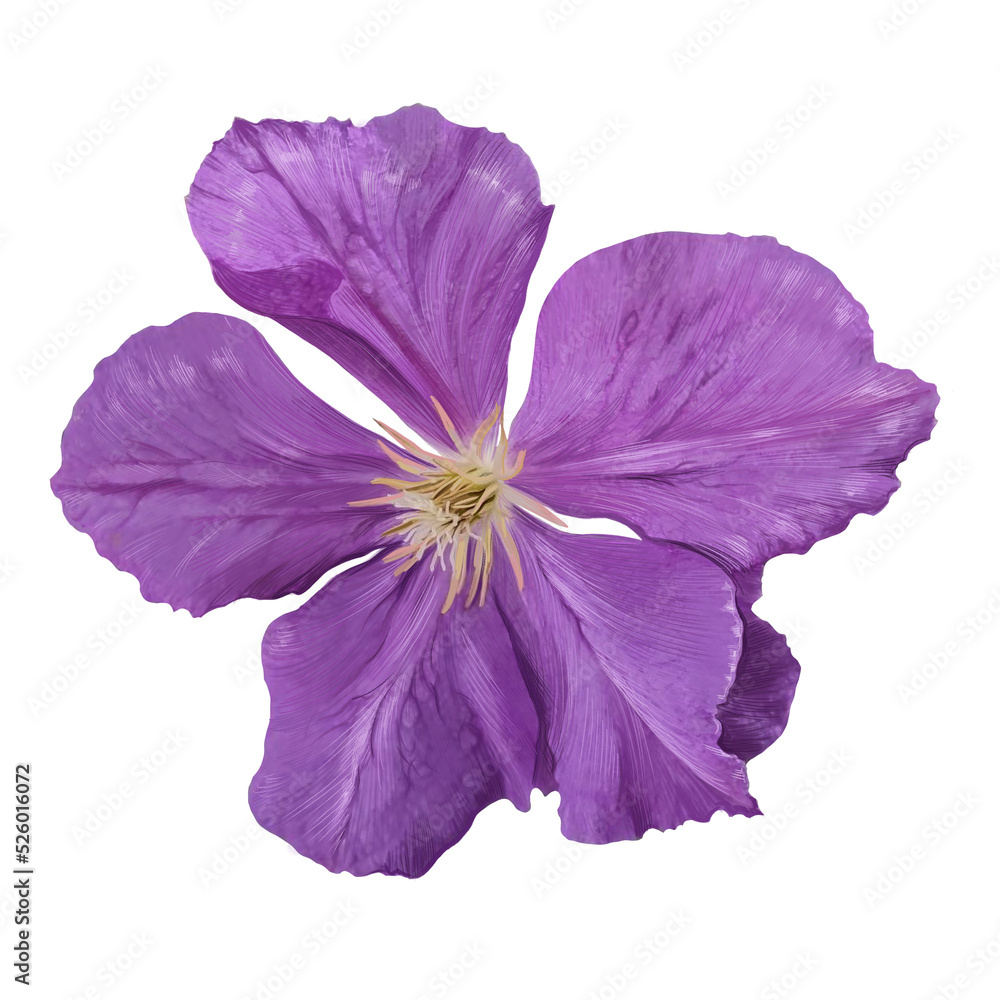 Naklejka premium clematis flower illustration