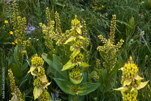 Gentiana Lutea or The Great Yellow Gentian Medical Herb Growing Together with Poisonous Veratrum Album the False Helleborine or photo