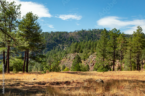 Canvastavla Pine forest trees mountains in a canyon grass meadow vista view in Flagstaff Ari
