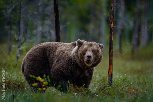 Finland, brown bear detail. Bear walk in yellow evening grass. Fall trees with bear, detail portrait. Beautiful brown bear walking fall colors, Finland, Europe. Big danger animal in nature. Wildlife E