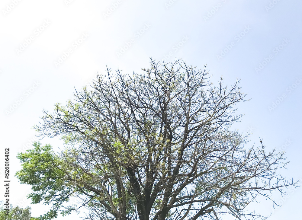 Dry tree with few leaves isolated with blue sky
Dry tree with few leaves isolated with blue sky