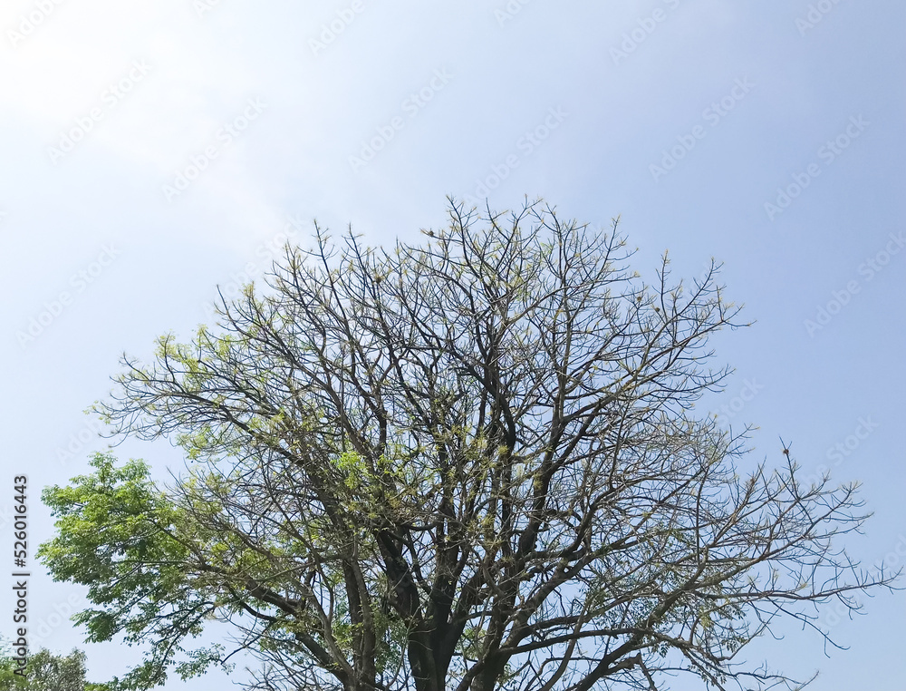 Dry tree with few leaves isolated with blue sky
Dry tree with few leaves isolated with blue sky