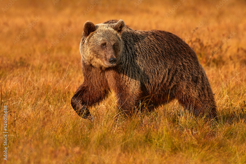 Autumn evening nature. Bear hidden in yellow forest. Fall trees with bear, mirror reflection. Beautiful brown bear walking around lake, fall colours, Finland, Europe.