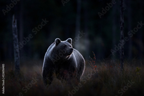 Photography Wildlife in night