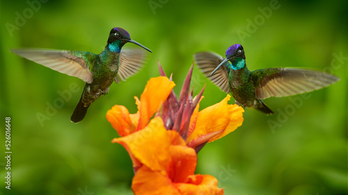 Costa Rica wildlife. Talamanca hummingbird, Eugenes spectabilis, flying next to beautiful orange flower with green forest in the background, Savegre mountains, Costa Rica. Bird fly in nature.