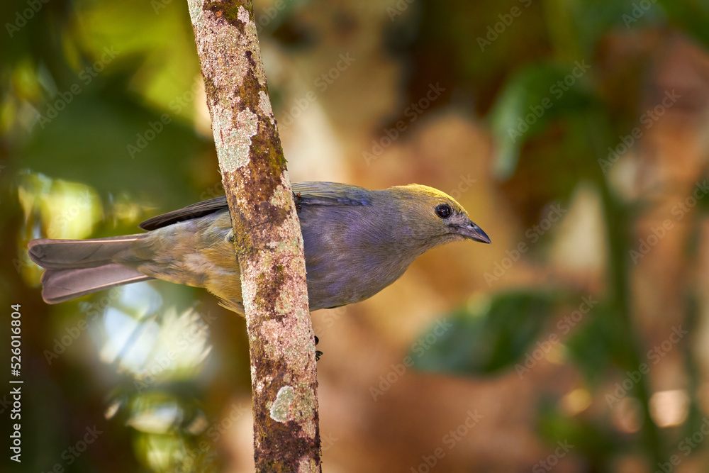 Fototapeta premium Birdwatching in central America. Palm Tanager sitting on beautiful mossy branch with clear green background.
