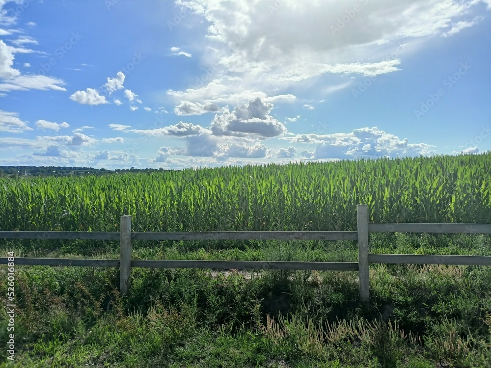 A panorama of a corn field against the background of a sunny blue cloudless sky on the horizon.