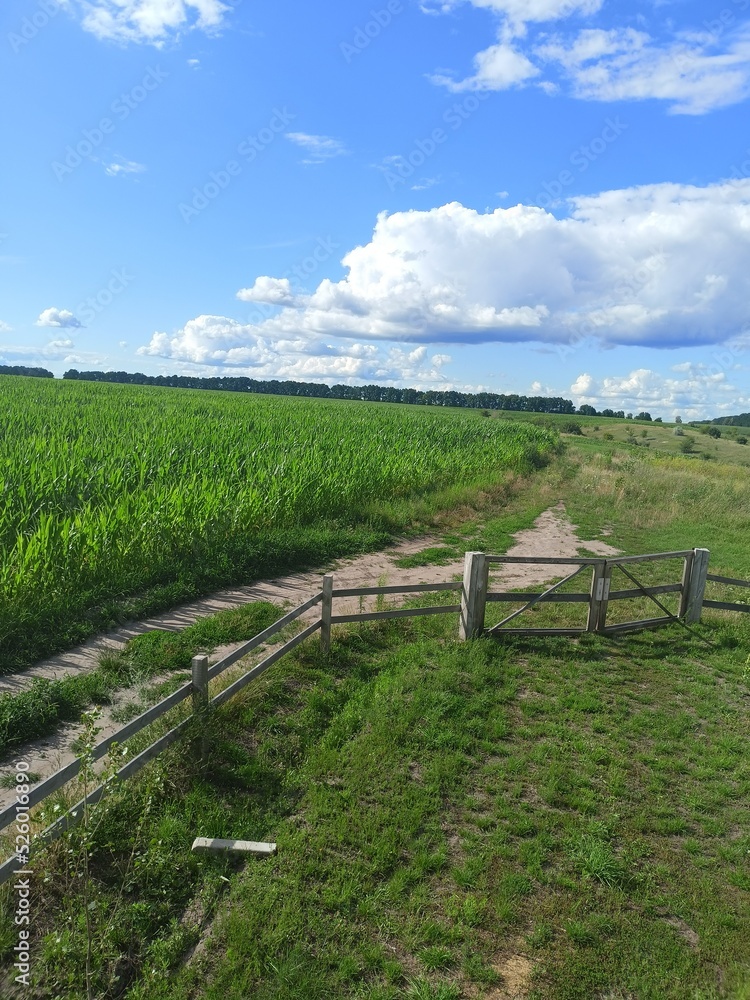A panorama of a steppe trail surrounding a cornfield and winding its way to a forest belt on the horizon against a blue, barely cloudy sky.
