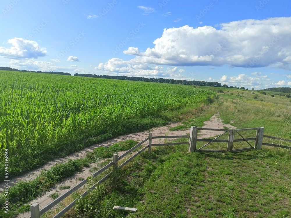 A panorama of a steppe trail surrounding a cornfield and winding its way to a forest belt on the horizon against a blue, barely cloudy sky.