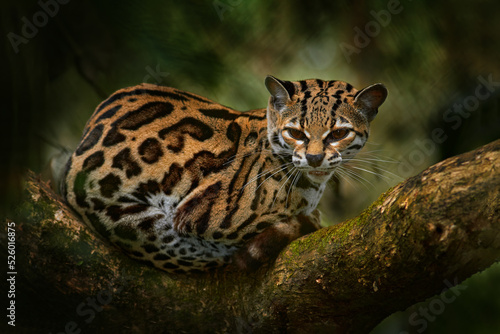 Wildlife in Costa Rica. Margay, nice cat, sitting on the branch in the green tropical forest. Detail portrait cat ocelot, Leopardus wiedii, in tropical forest. Animal in the nature habitat. photo
