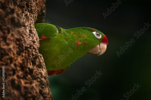 Green and red parrot. Cordilleran parakeet Psittacara frontatus, long-tailed South American species of parrot. It is found from western Ecuador to southern Peru. Bird in the rock. photo