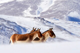 Kiang from Tibetan Plateau, in the snow. Wild asses heard, Tibet. Wildlife scene, nature.   Kiang, Equus kiang, largest of the wild asses, winter mountain codition, Tso-Kar lake, Ladakh, India.