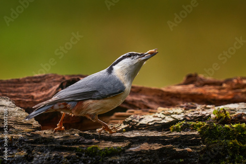 Nuthatch in the nature habitat. Eurasian Nuthatch, Sitta europaea, beautiful yellow and blue-grey songbird sitting on the tree trunk, bird in the nature forest, wildlife Poland.