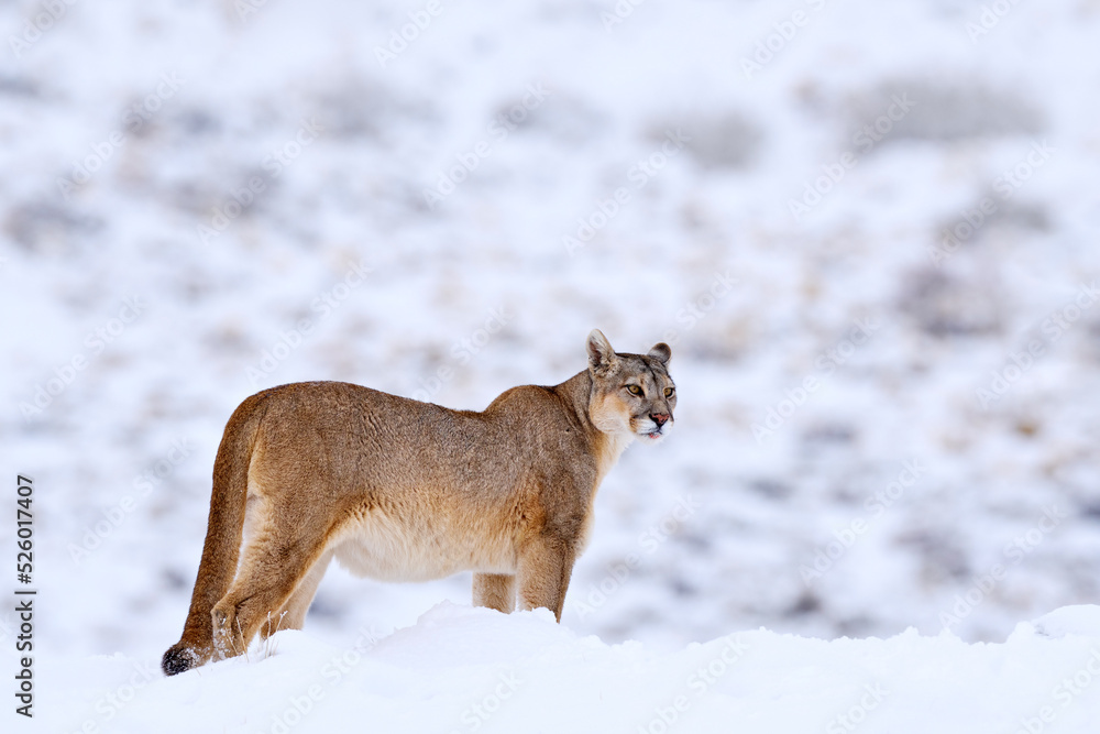 Fotka „Mountain Lion. Puma, nature winter habitat with snow, Torres del  Paine, Chile. Wild big cat Cougar, Puma concolor, hidden portrait of  dangerous animal with stone. Wildlife scene from nature.“ ze služby