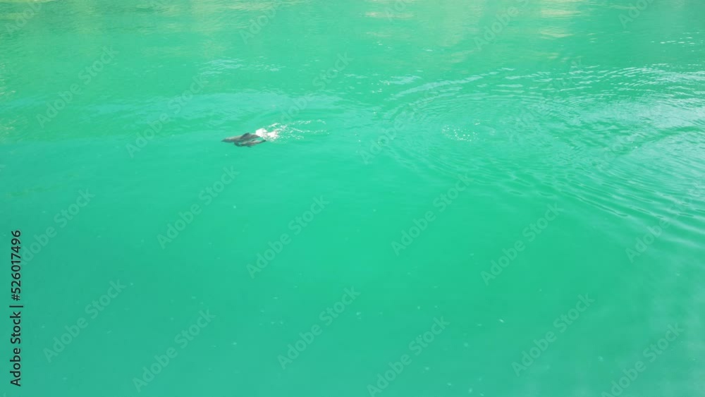 Aerial view of the dolphins slowly swimming in crystal clear calm turquoise waters. Group of endemic marine mammals migrating along coastline as seen from above. Aerial view of the dolphins slowly swimming in crystal clear calm turquoise waters. Group of endemic marine mammals migrating along coastline as seen from above.