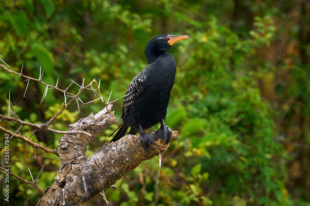 Obraz premium Reed cormorant, Microcarbo africanus, also known as long-tailed cormorant, black bird sitting on the tree trunk aboce the river. Reed cormorant, Lake Albert on the Victoria Nile in Uganda. wildlife.