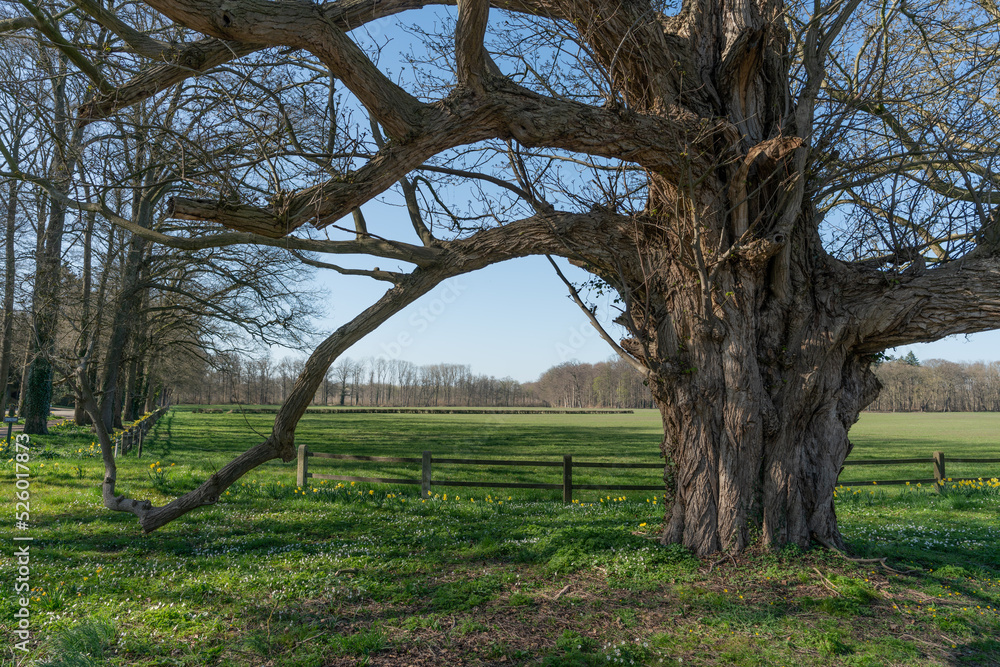 Old tree on Landgoed Enghuizen, The Netherlands. Old tree on Landgoed Enghuizen, The Netherlands.
