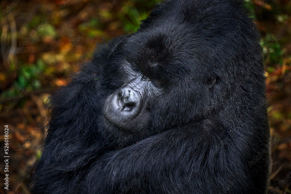 Congo mountain gorilla. Gorilla - wildlife forest portrait . Detail head primate portrait with beautiful eyes. Wildlife scene from nature. Africa. Mountain gorilla monkey ape, Virunga NP. Congo mountain gorilla. Gorilla - wildlife forest portrait . Detail head primate portrait with beautiful eyes. Wildlife scene from nature. Africa. Mountain gorilla monkey ape, Virunga NP.