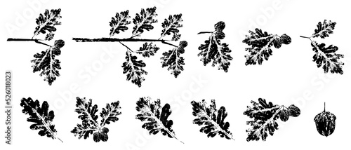 Set of black oak branch with Leaf stamp. Imprint of fallen leaves.