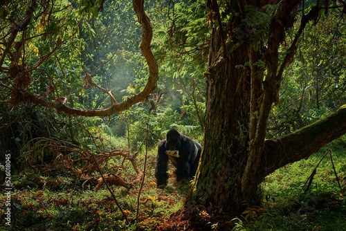 Canvastavla Congo mountain gorilla