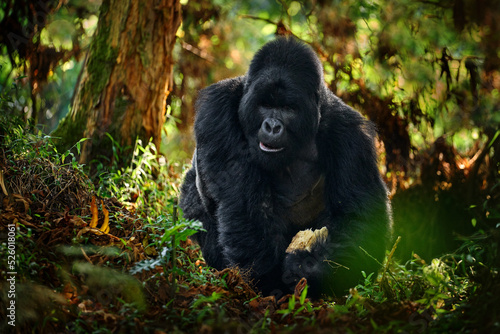 Fotografie, Obraz Congo mountain gorilla
