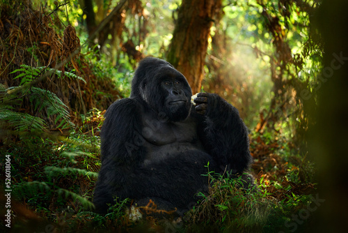 Congo mountain gorilla. Gorilla - wildlife forest portrait . Detail head primate portrait with beautiful eyes. Wildlife scene from nature. Africa. Mountain gorilla monkey ape, National Park.