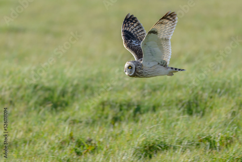 Short-eared owl Asio flammeus flying low over grass field hunting in winter
