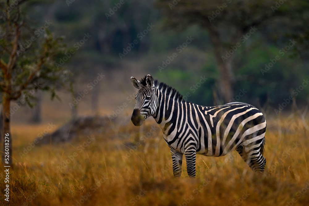 Fototapeta premium Zebra forest. Zebra with yellow golden grass. Burchell's zebra, Equus quagga burchellii, Nxai Pan National Park, Botswana, Africa. Wild animal on the green meadow. Wildlife nature on African safari.