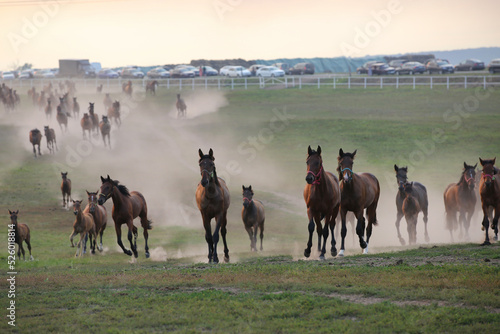 Fototapeta Naklejka Na Ścianę i Meble -  A herd of horses in a field runs in the dust at sunset, on a blurry background in the distance, a highway with cars