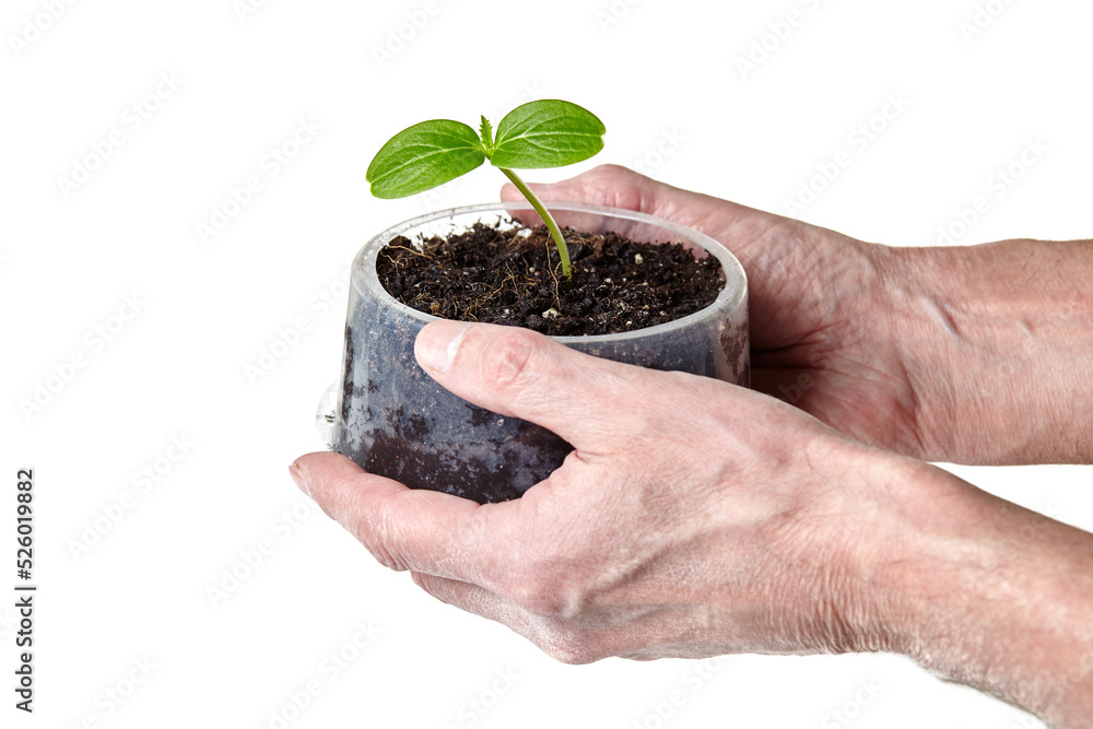 Men's hands holding cucumber seedling in the pot isolated on white background. Planting and gardening at springtime Men's hands holding cucumber seedling in the pot isolated on white background. Planting and gardening at springtime