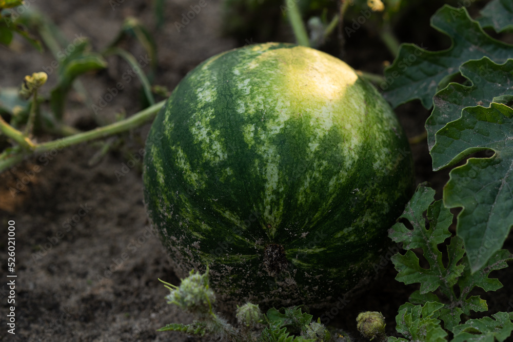 Photo of a striped watermelon in the garden. close-up Photo of a striped watermelon in the garden. close-up
