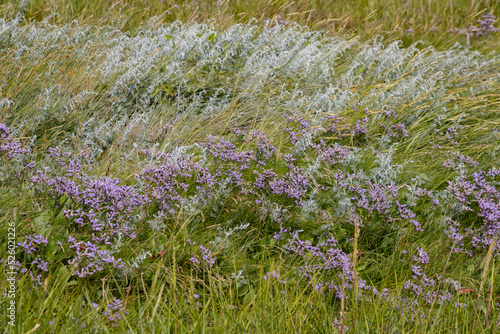 Common sea lavender also called Limonium vulgare or Strandflieder photo