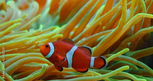 Clownfish swim in anemones on coral reef. Red Sea or two-banded anemonefish. Marine fish feeds on algae and zooplankton in the wild. Family Pomacentridae. Close-up high quality footage. photo